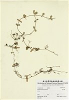 藏品(風不動)的圖片